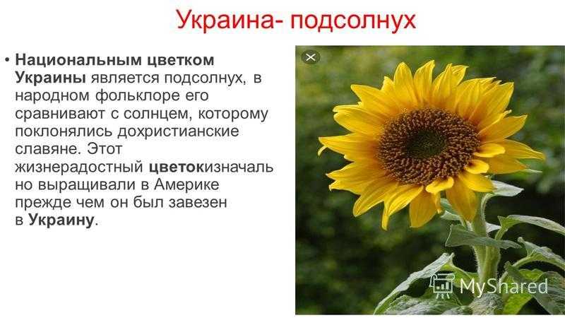 Всё о выращивании подсолнечника