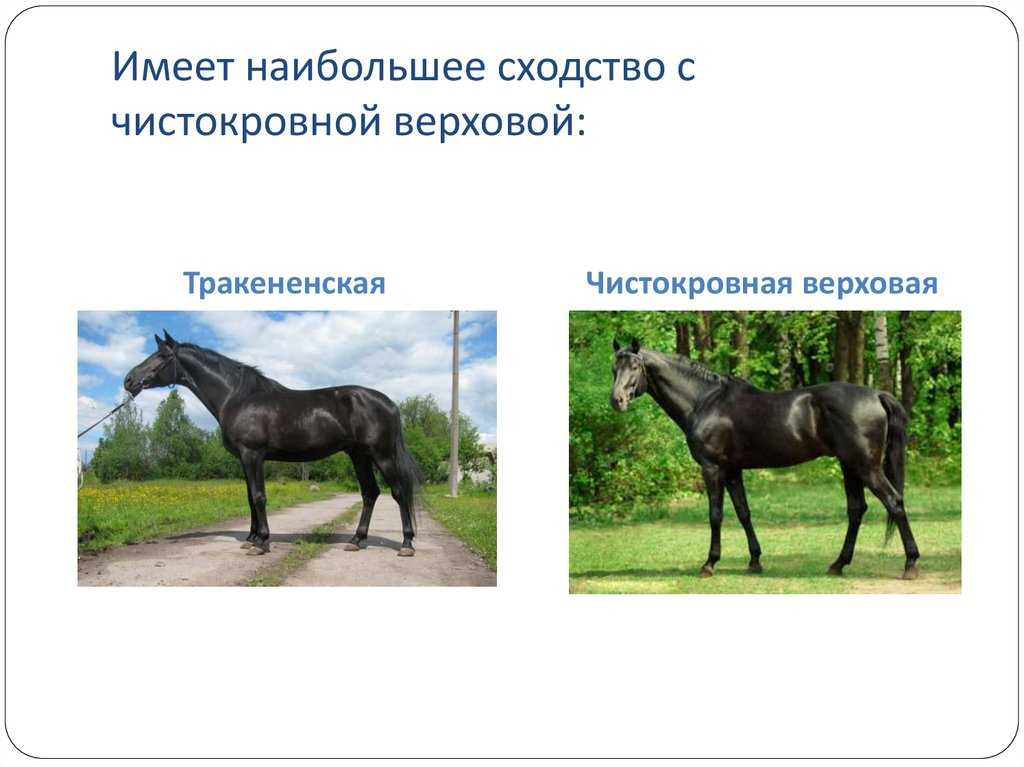 Тракененская порода лошадей - история, использование и известные представители
