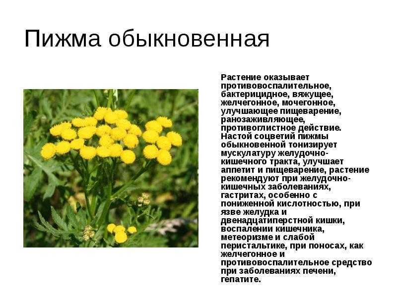Полынь обыкновенная: лечебные свойства, 5 народных рецептов