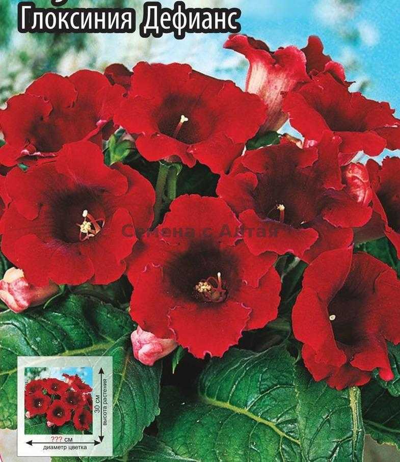 Глоксиния – синнингия (gloxinia – sinningia) – уход в домашних условиях