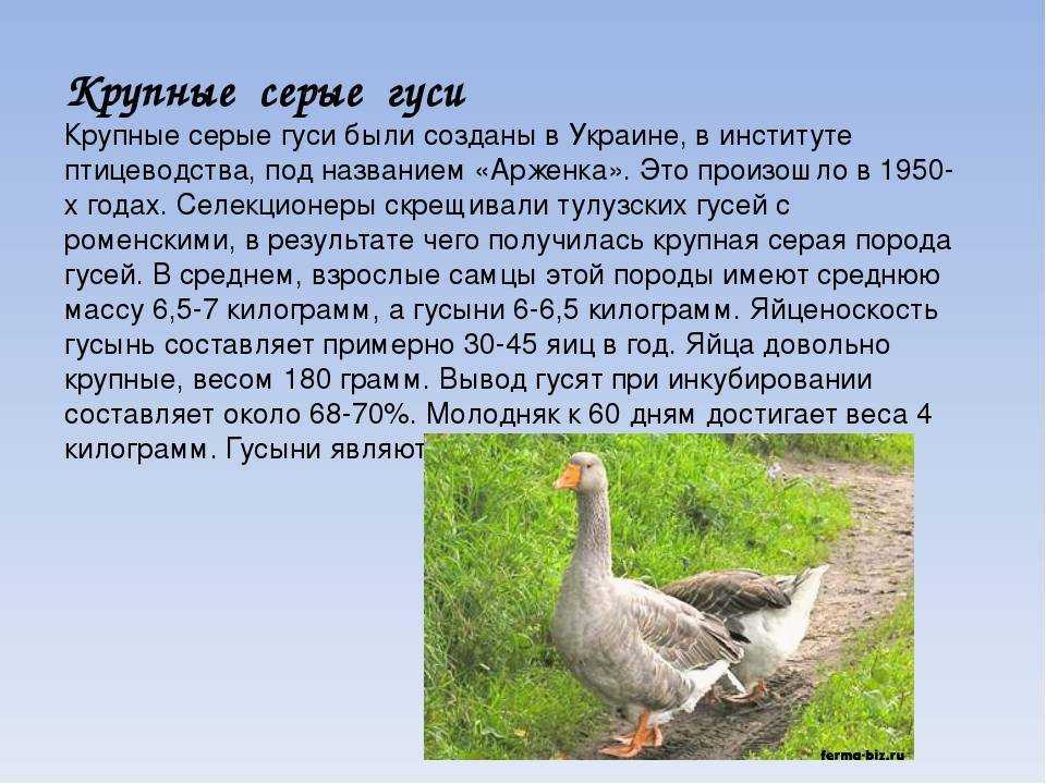 Губернаторские гуси: описание породы, характеристика, фото