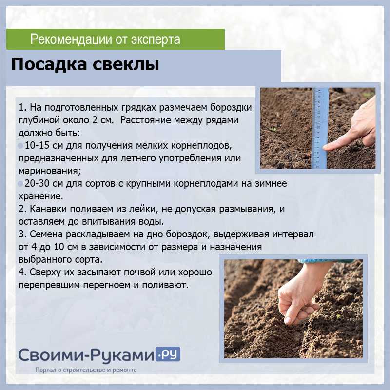 Как правильно замачивать семена перед посадкой — препараты для замачивания