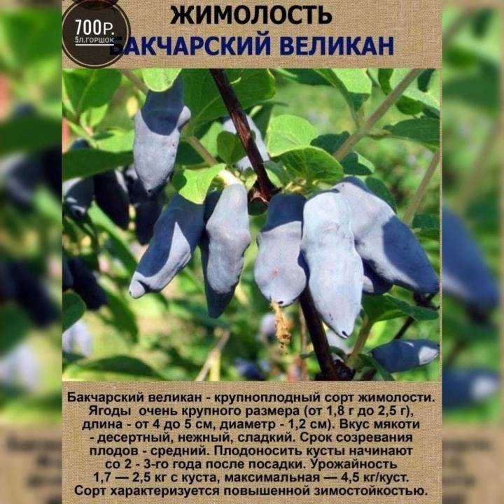 О жимолости Бакчарский Великан: описание и характеристики сорта, посадка и уход