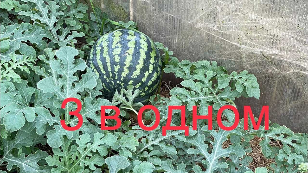 Сорта огурцов для урала