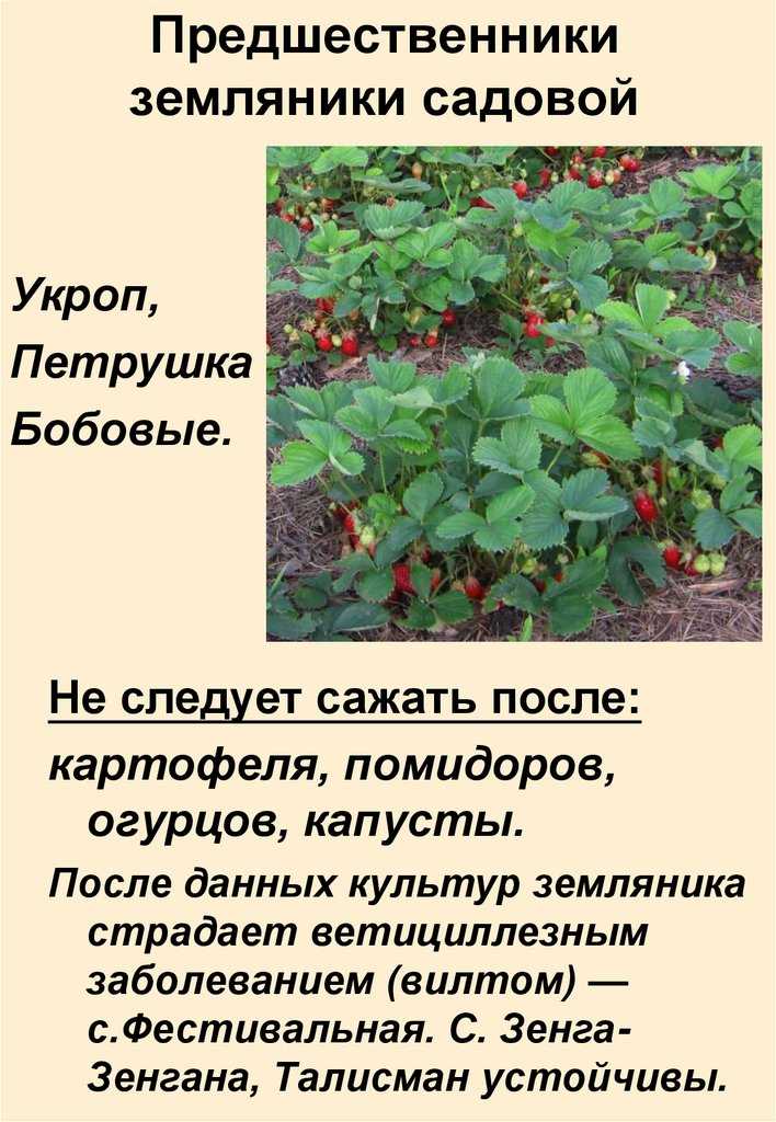 После каких культур можно сажать клубнику, предшественники при посадке осенью (чеснок, лук, картошка)