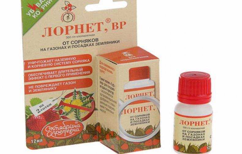 Вредители клубники и борьба с ними: средства для обработки