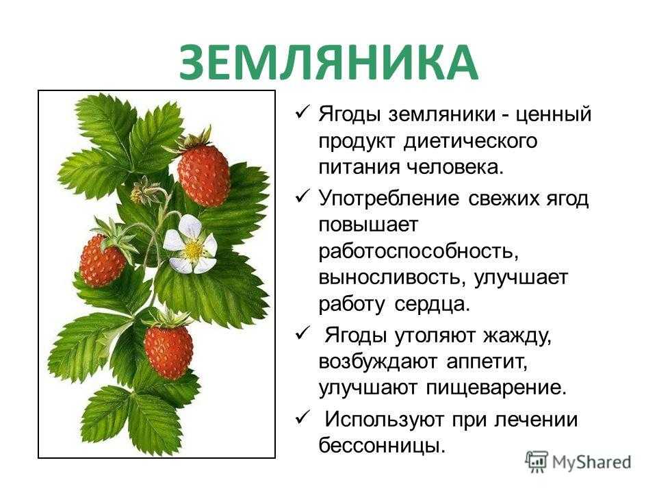 Земляника в лесу: когда созревает лесная ягода, появляется и ее можно собирать
