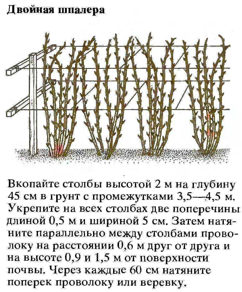 Малина киржач: описание сорта, правила выращивания, отзывы