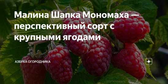 Малина шапка мономаха: описание сорта, фото, отзывы