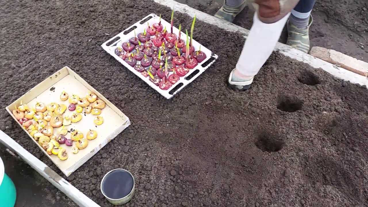 Гладиолусы - история названия, посадка весной в грунт, выращивание, уход.