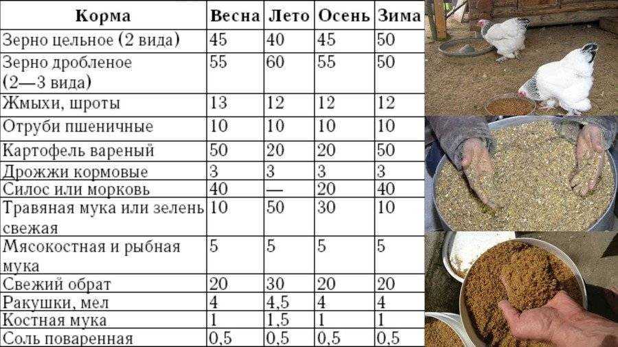 ✅ дрожжи кормовые для кур: для чего, сколько и как правильно давать - tehnoyug.com