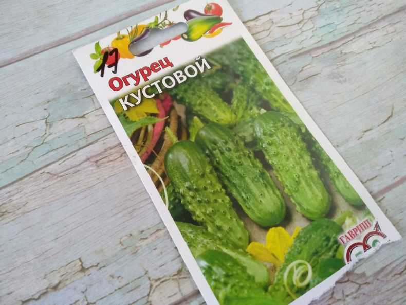 Кустовой огурец: что это за разновидность, характеристика и описание сортов