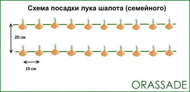 Посадка лука весной в открытый грунт – когда и как сажать правильно