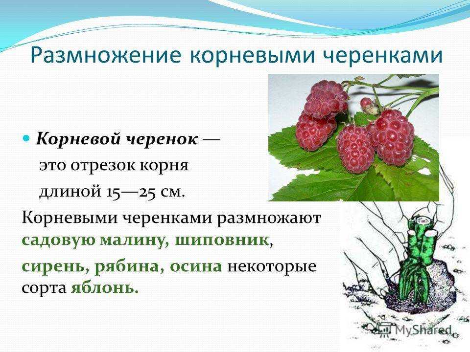 Посадка малины: как правильно посадить летом, схема и пошаговая инструкция, выбор почвы