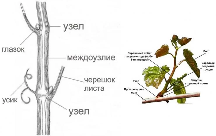 Как избавиться от дикого винограда: самые эффективные методы