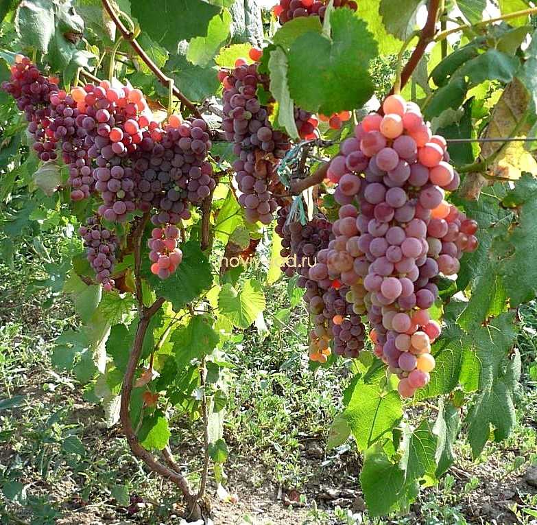 Виноград «рилайнс пинк сидлис» (reliance pink seedless)