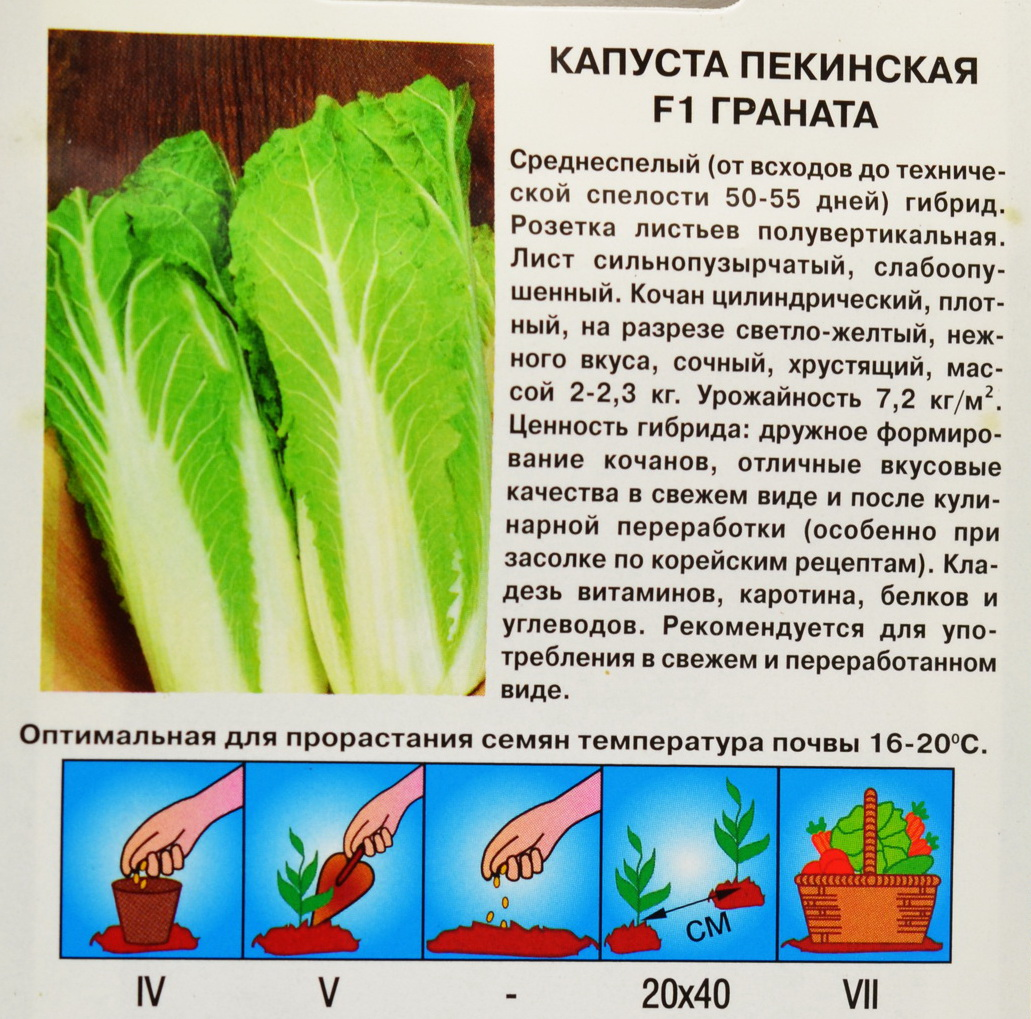 Выращивание пекинской капусты в открытом грунте: основные правила, уход за растением