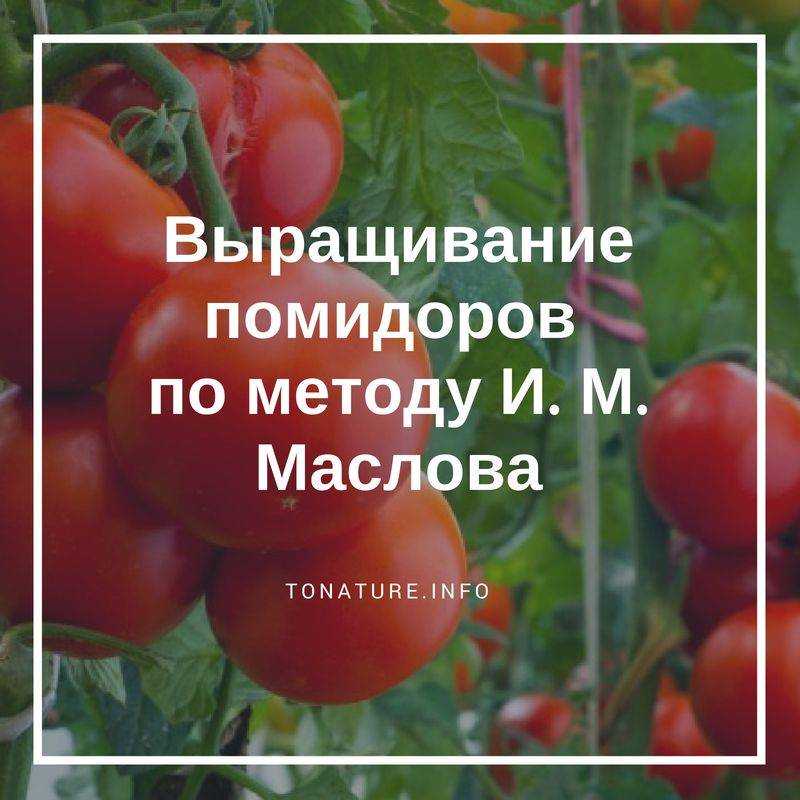 Метод Маслова: как подвязать помидоры, выращивание, посадка в теплице