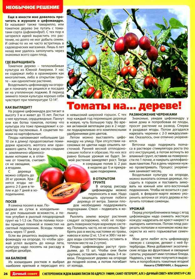✅ томатное дерево: выращивание в открытом грунте и в теплицах - сад62.рф