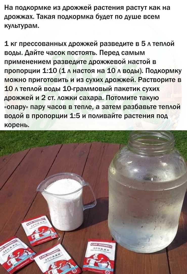 Подкормка огурцов хлебным настоем