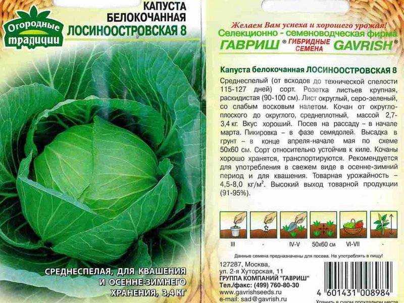 Описание сорта капусты надежда — как поднять урожайность