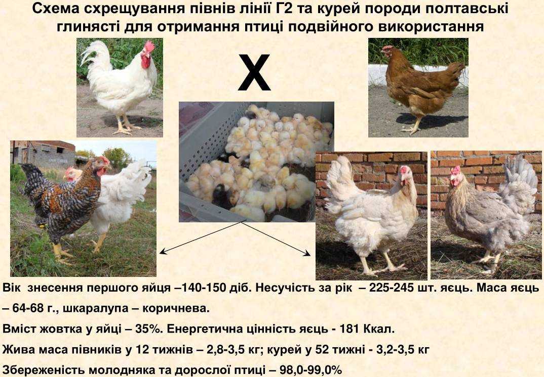 Мясо-яичные породы кур: универсалы для разведения