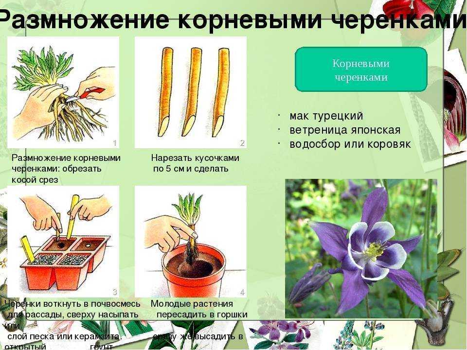 Семена пионов как вырастить