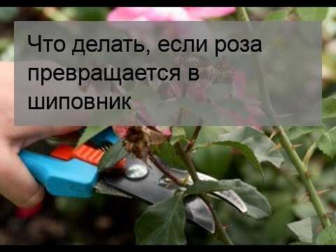 Почему роза превращается в шиповник и что делать?