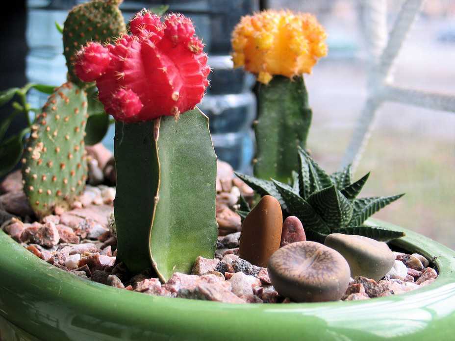Кактус гимнокалициум (gymnocalycium): описание рода, как ухаживать