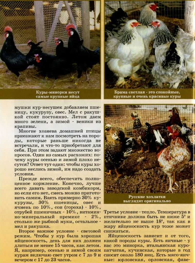 Почему курица несет маленькие яйца без желтка