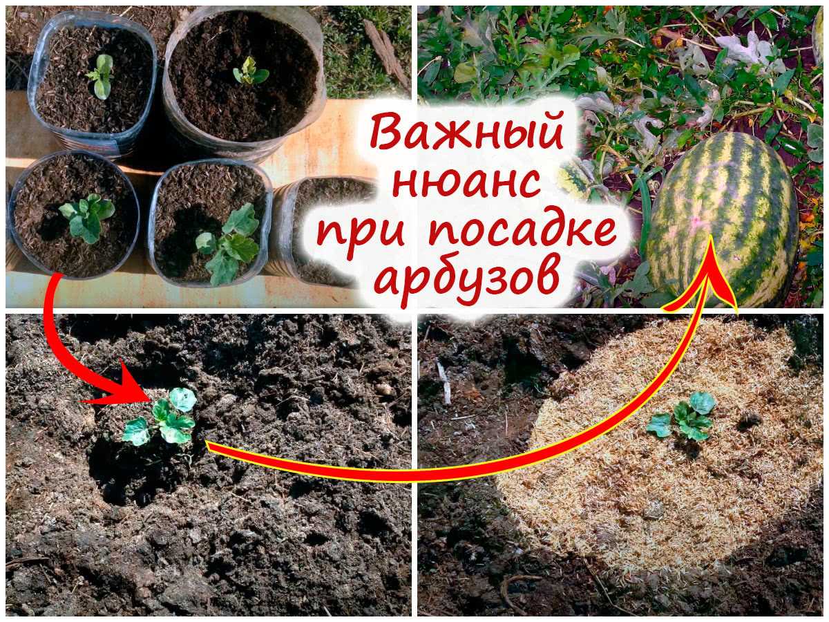 Выращиваем арбузы в средней полосе и подмосковье в теплице и в открытом грунте