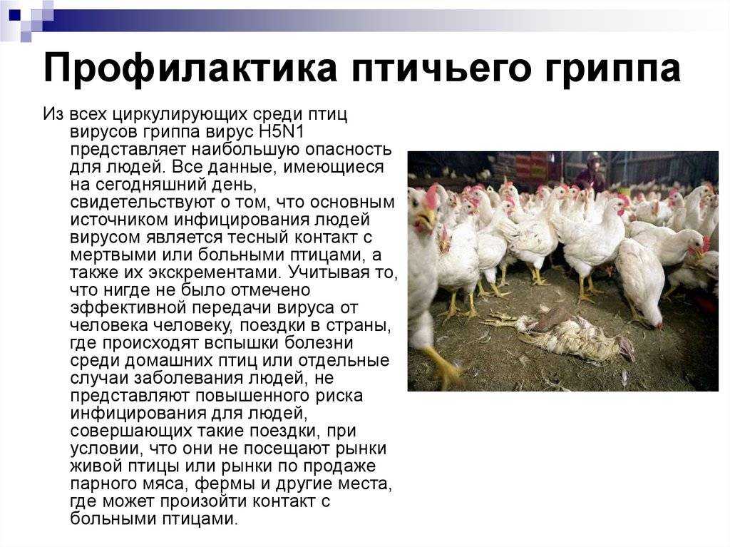 Куриный клещ и насколько он опасен для человека