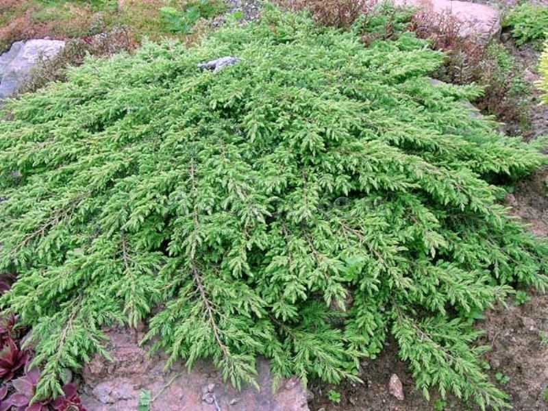 Самые популярные сорта можжевельника — описание (+фото)