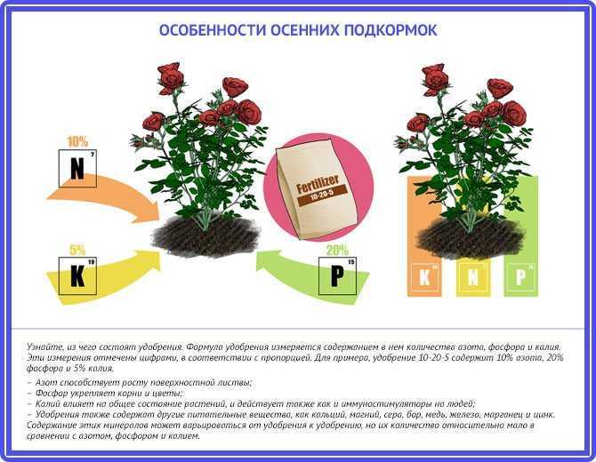 Выращивание кустовых роз на приусадебном участке