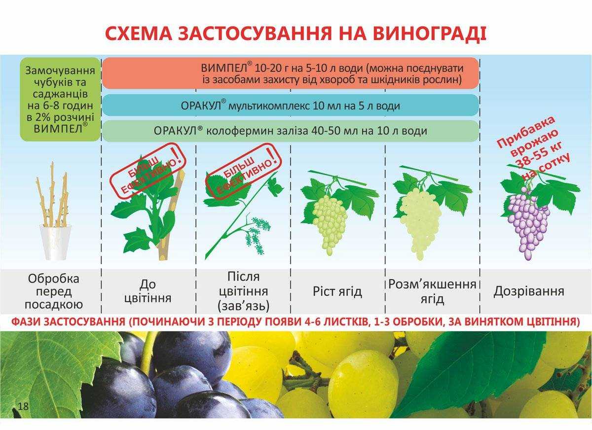 Милдью винограда лечение и методы борьбы с болезнью