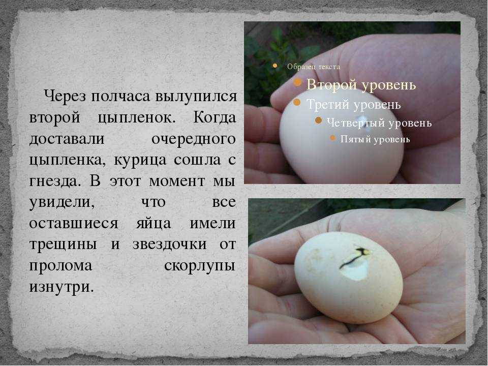 Раскрываем все секреты успешной инкубации куриных яиц в домашних условиях
