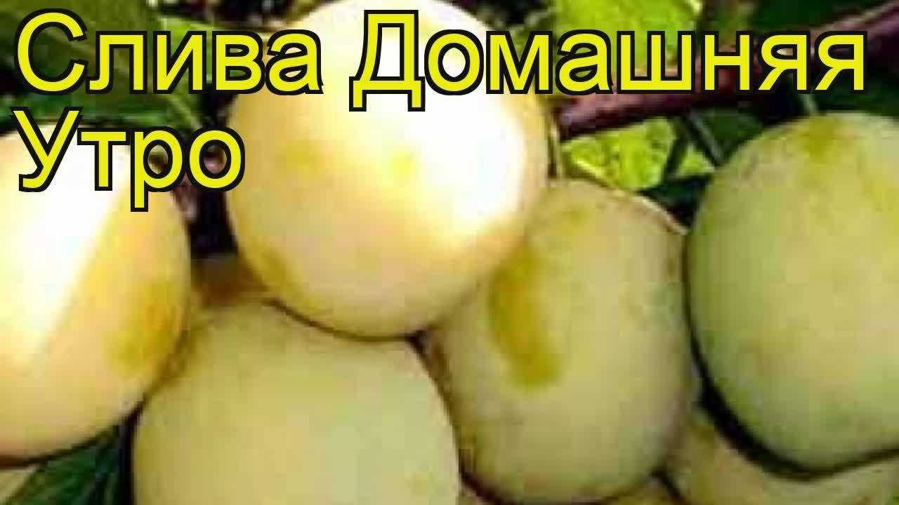 Сорт сливы евразия: описание и характеристика, достоинства и недостатки, особенности посадки и ухода + фото и отзывы