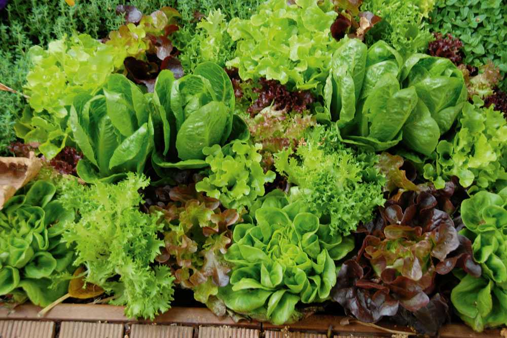 Салат лолло бионда: особенности, вкус, выращивание, польза
