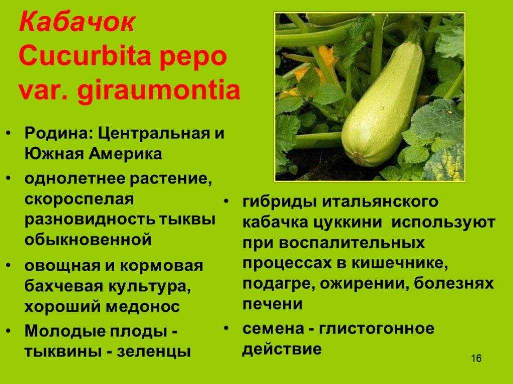 Рассада кабачков вытянулась, можно ли ее заглубить при высадке в грунт? / асиенда.ру
