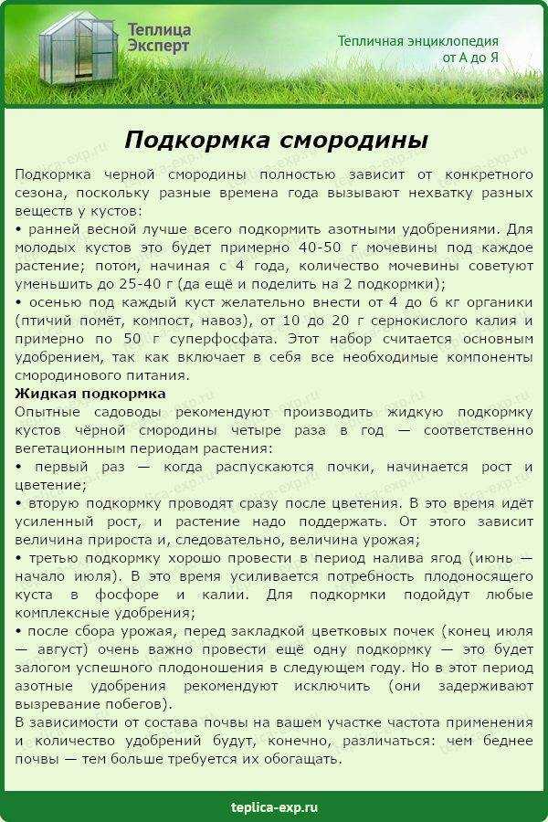Чем подкормить смородину весной: средства для хорошего урожая