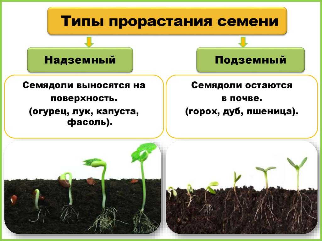 Выращивание моркови в открытом грунте: полезные советы
