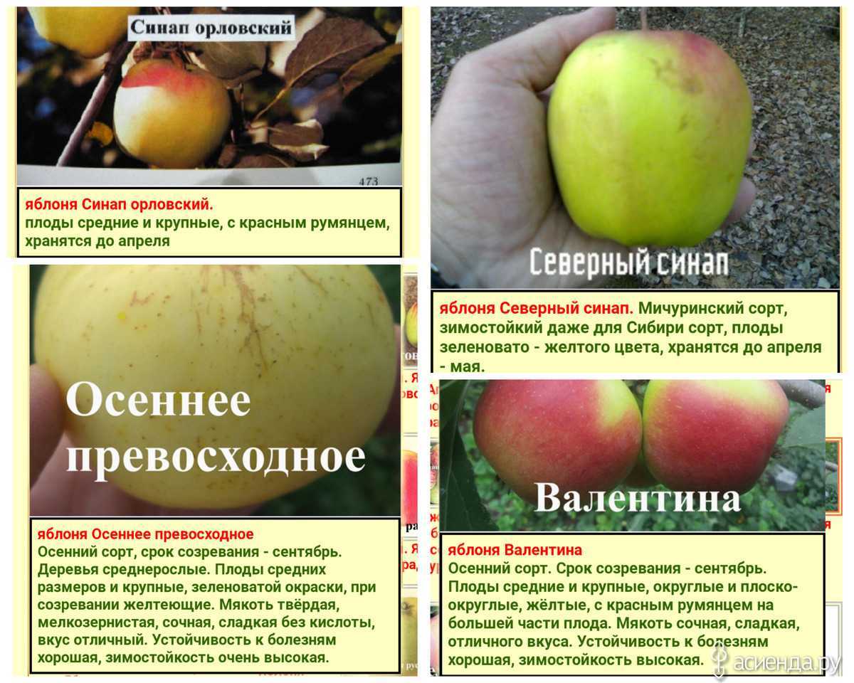 Яблоня синап орловский: описание сорта, фото, советы по выращиванию и борьбе с вредителями, а также отзывы садоводов