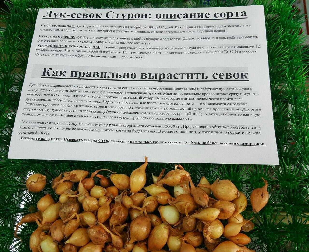 Лук стурон: описание сорта, голландский, характеристика, посадка и уход, севок, под зиму, селекция