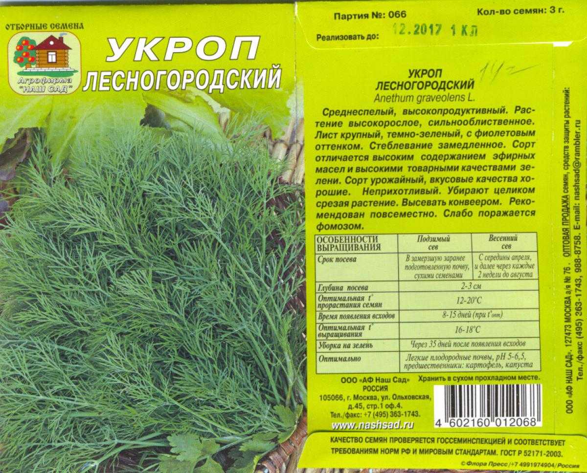 Укроп дилл: описание сорта, правила выращивания и отзывы, болезни