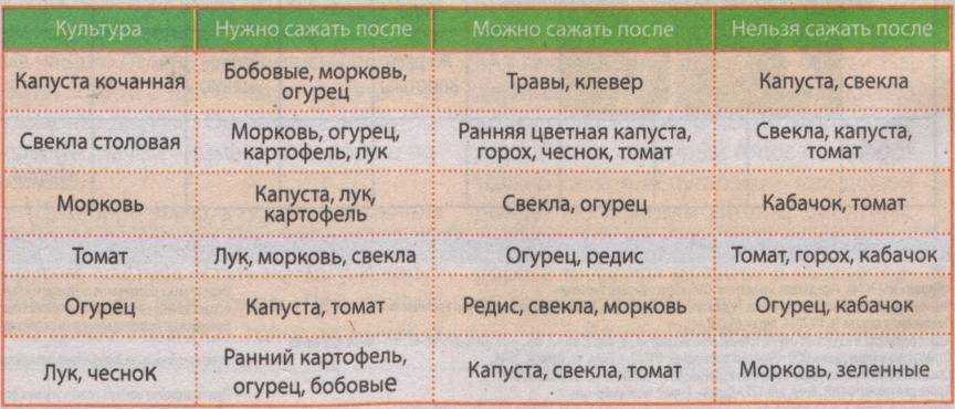 Планируй и получай урожай: что сажать на следующий год после чеснока