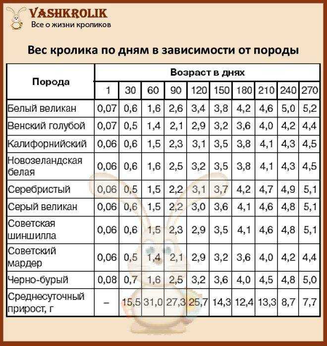 Сколько весит декоративный кролик