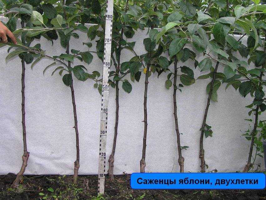 Яблоня зимняя красавица: описание сорта, фото, отзывы, посадка и уход
