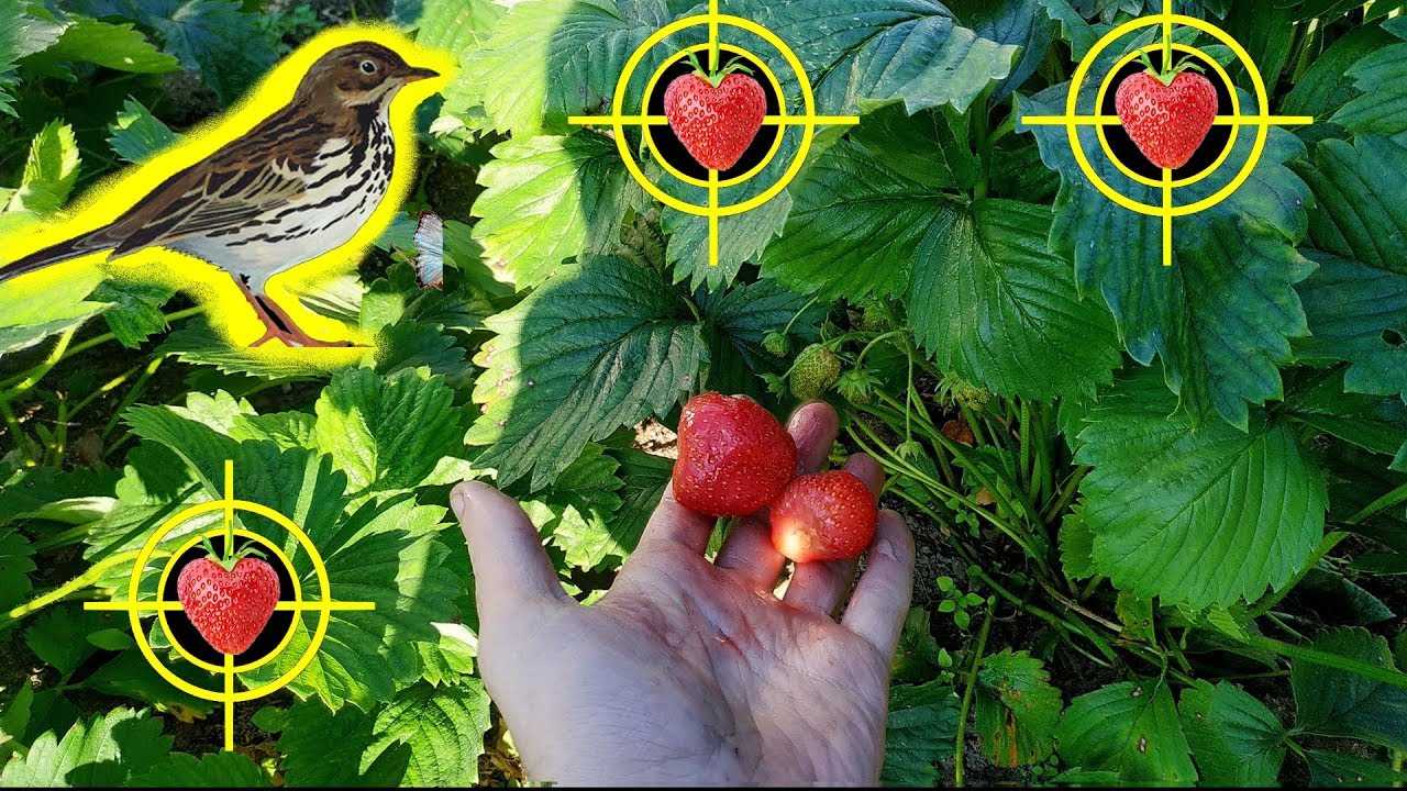 Как защитить клубнику от птиц и спасти урожай