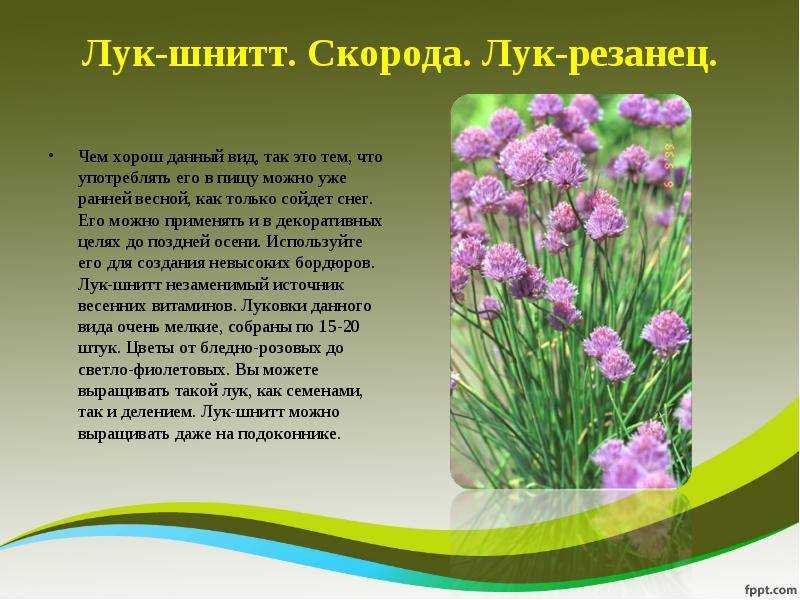 Выращивание шнитт-лука на подоконнике