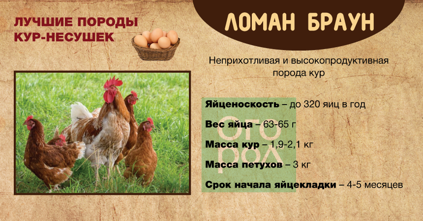 Куры ломан браун: описание и характеристика породы несушек (фото)